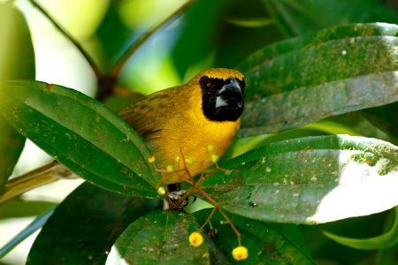 Black-faced Grosbeak