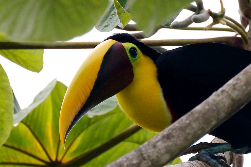 Chestnut- (Black-)mandibled Toucan