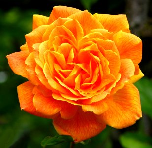 orange rose photo