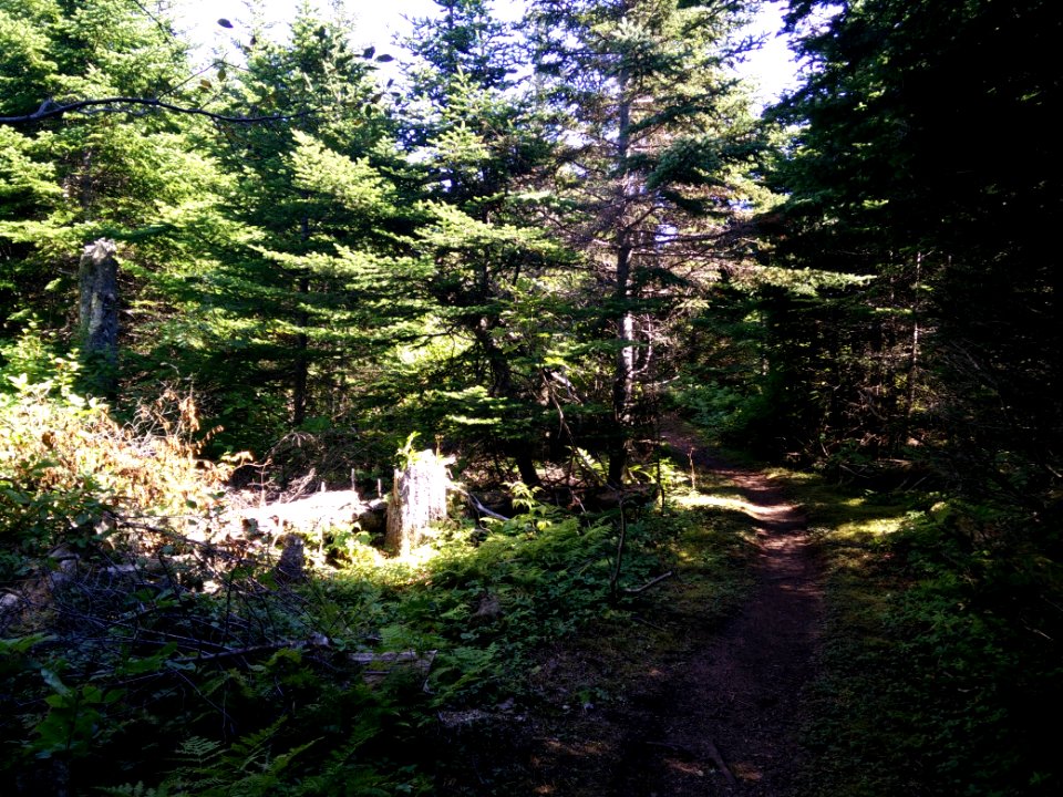 227 - Parc national de l'Île-Bonaventure-et-du-Rocher-Percé : Sentier des Mousses
