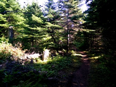 227 - Parc national de l'Île-Bonaventure-et-du-Rocher-Percé : Sentier des Mousses