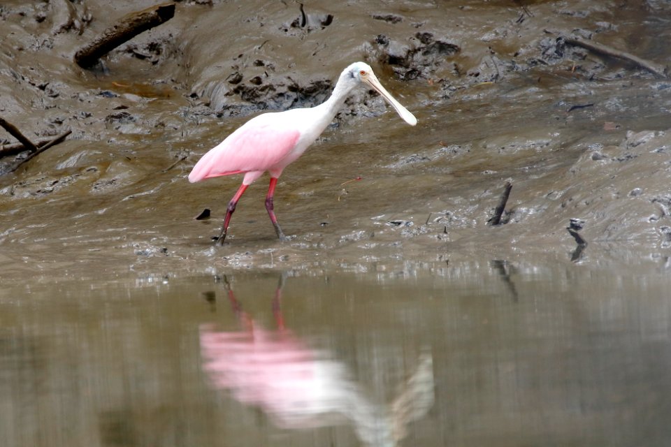 Roseate Spoonbill, Plataleja ajaja - 260A3449