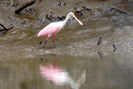 Roseate Spoonbill, Plataleja ajaja - 260A3449