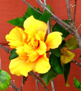 yellow hibiscus photo