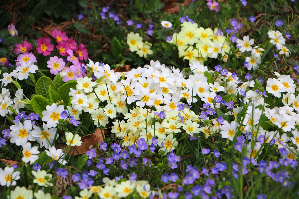 Primrose colorful color