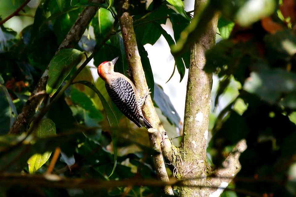 Hoffmann's Woodpecker (m)
