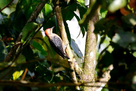 Hoffmann's Woodpecker (m) photo