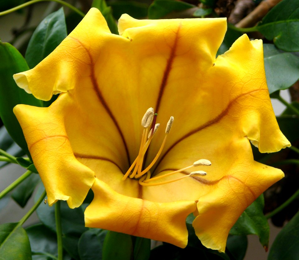 cup-of-gold flower