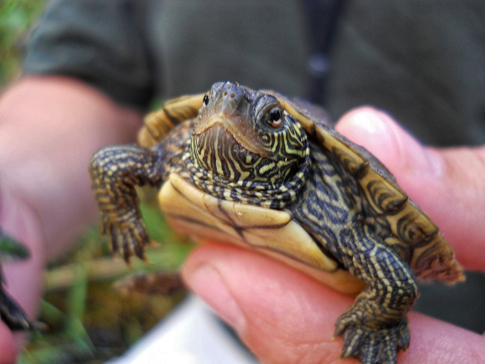 Wildlife small hand
