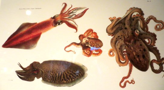 cephalopods photo