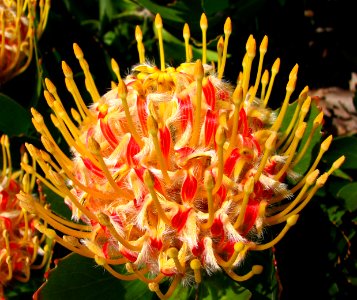 red-and-yellow protea 1
