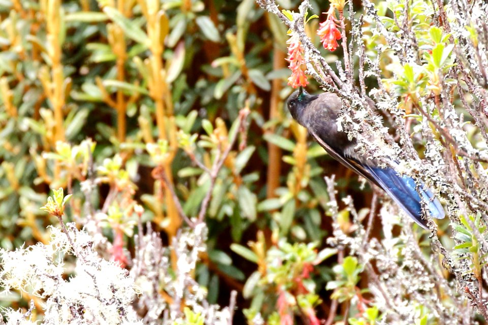 Blue-mantled Thorntail (Chalcostigma stanleyi) - 260A3131