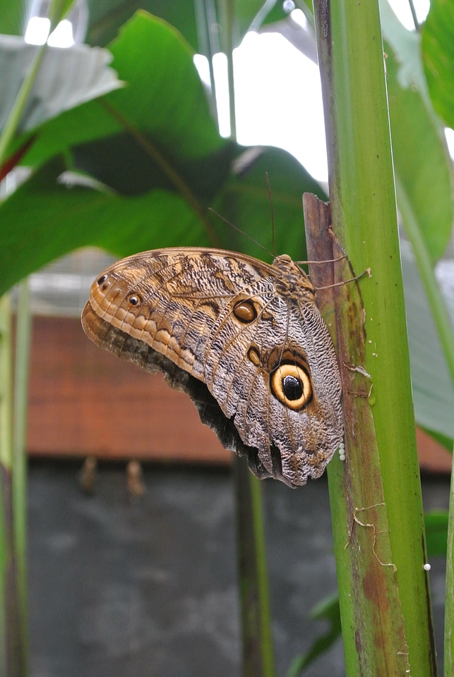 Butterfly insect costa rica