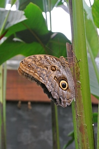 Butterfly insect costa rica