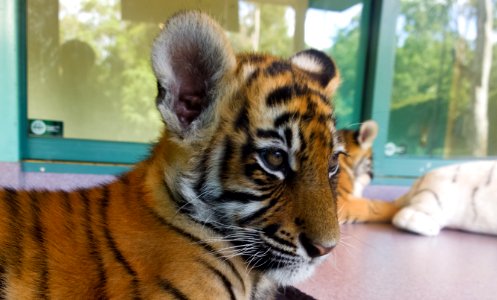 Dreamworld Tiger cub photo