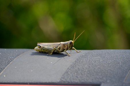 cricket on a mailbox