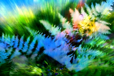 exploding ferns with green photo