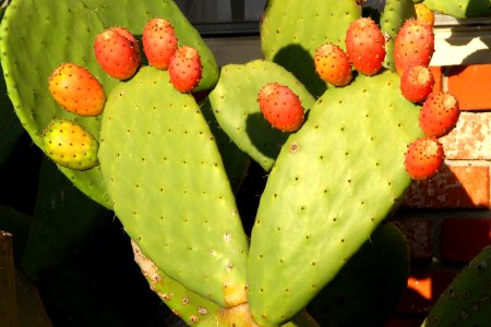 prickly-pear feet photo