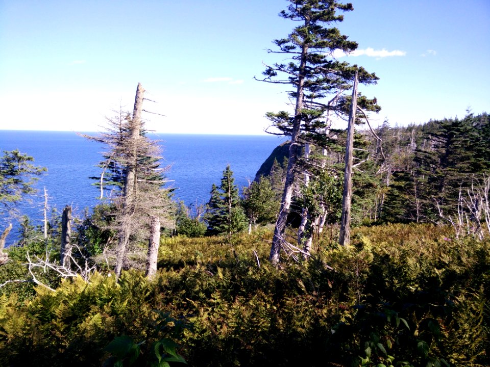 231 - Parc national de l'Île-Bonaventure-et-du-Rocher-Percé : Sentier des Mousses