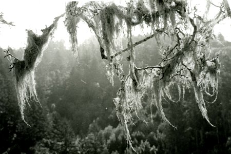 old man's beard (lichen) photo
