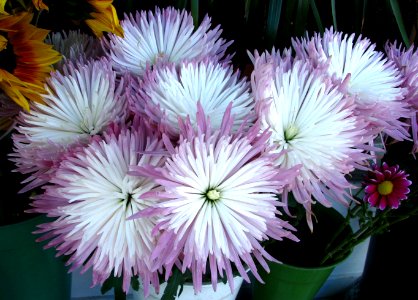 purple-and-white chrysanthemums photo