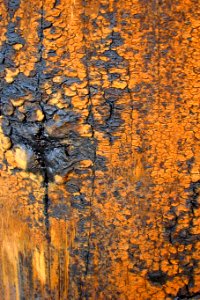 gray-and-orange bark photo