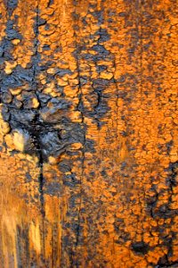 gray-and-orange bark