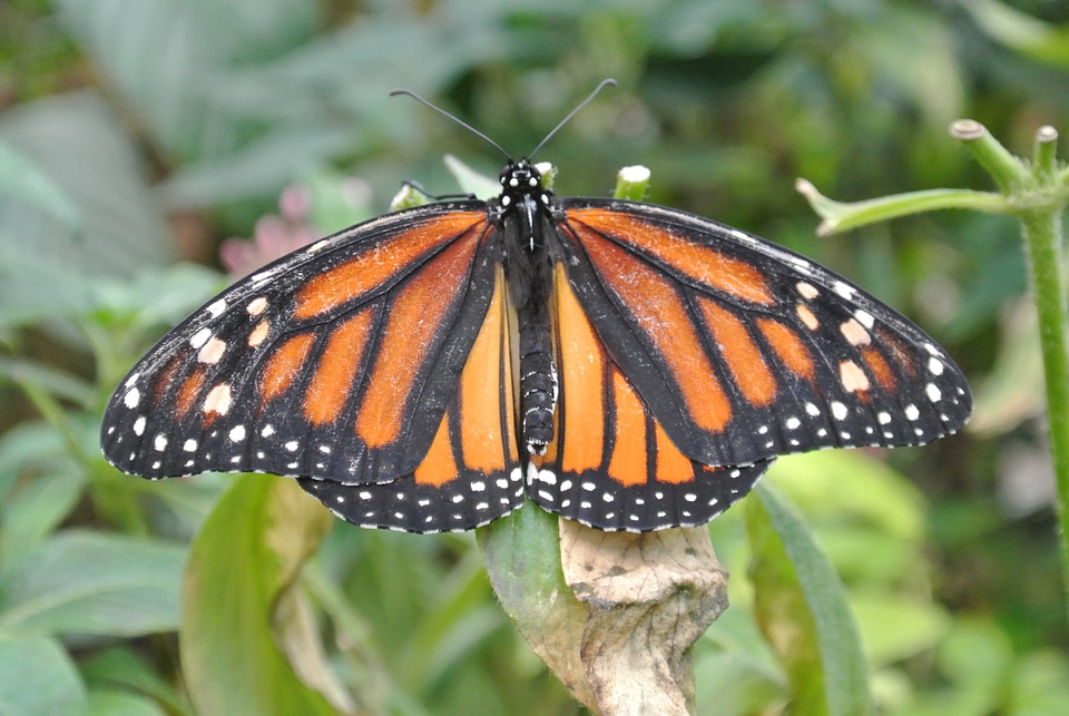 Butterfly costa rica insect