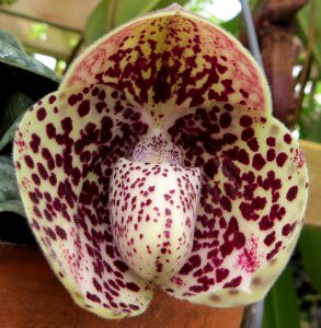 odd-shaped white orchid with dark red spots photo