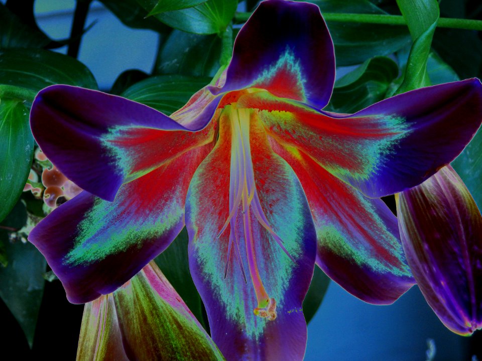 lily, solarized (color)