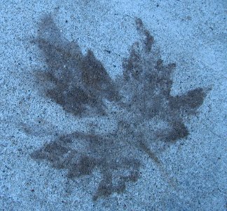 single maple leaf sidewalk ghost photo