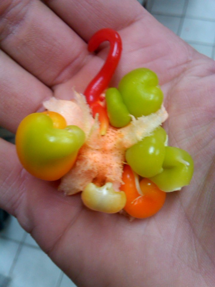 Mutant Bell Pepper Produce