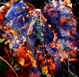 decaying leaf 1