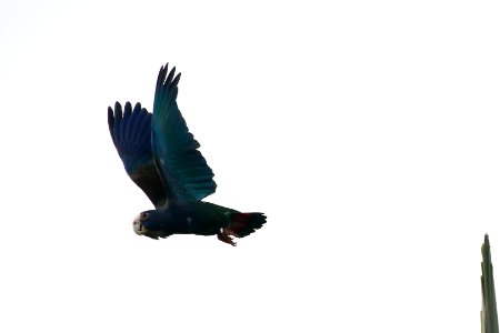 White-fronted Parrot photo