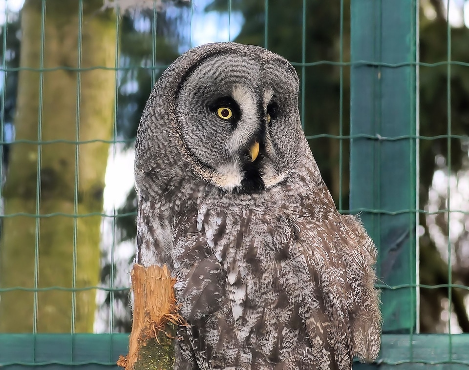 Great grey owl mouse hunter night supervisor