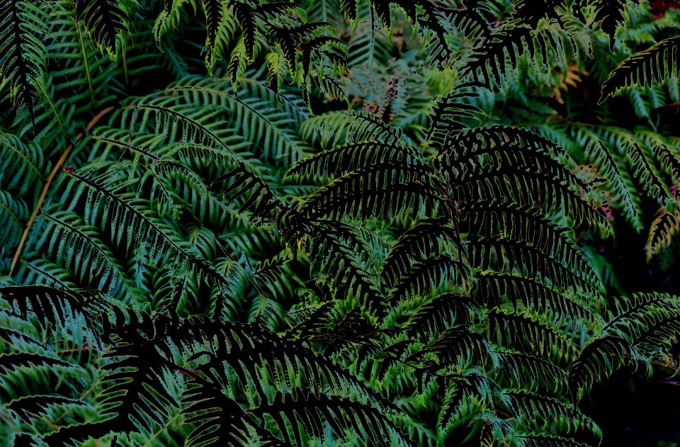 ferns, altered
