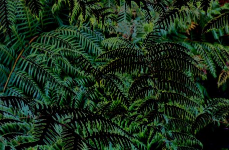 ferns, altered photo