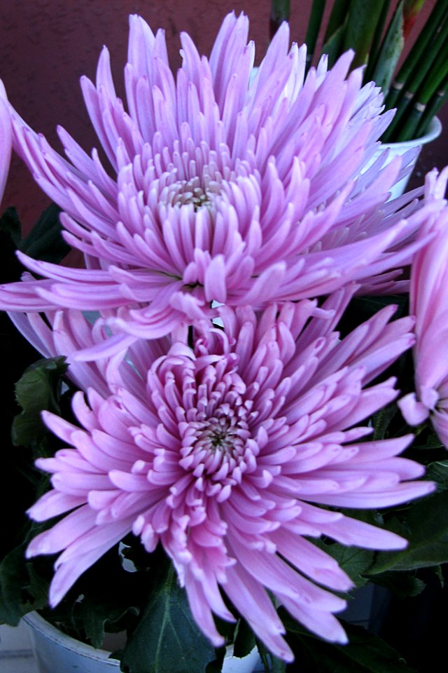 lavender chrysanthemums