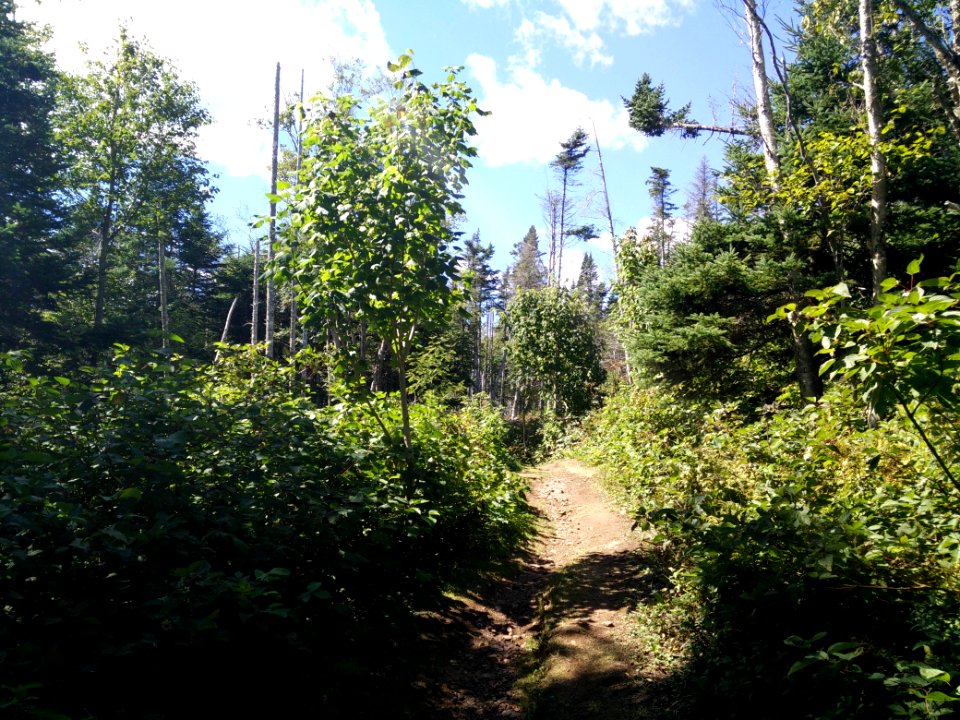 187 - Parc national de l'Île-Bonaventure-et-du-Rocher-Percé : Sentier Chemin-du-Roy
