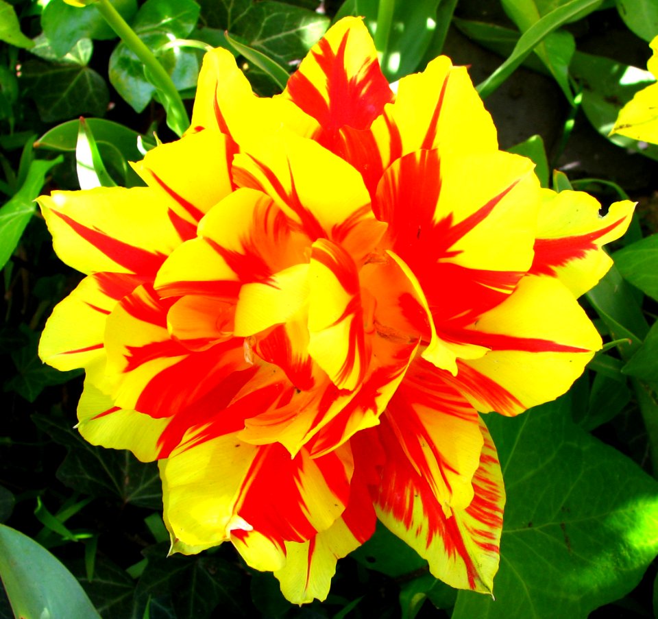 double red-and-yellow tulip