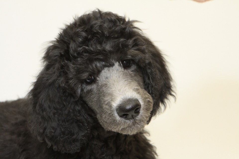 Puppy standard poodle dog