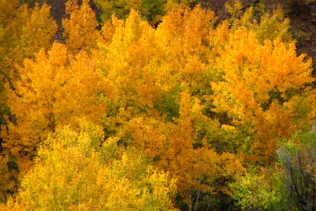 aspens in fall photo