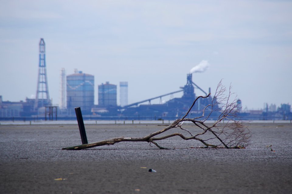 Driftwood on the mudflat