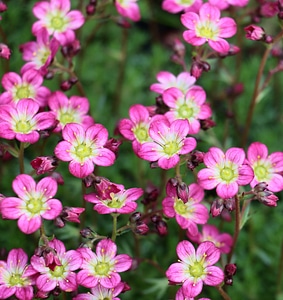 Garden flowers summer