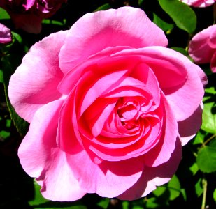 pink rose 1 photo