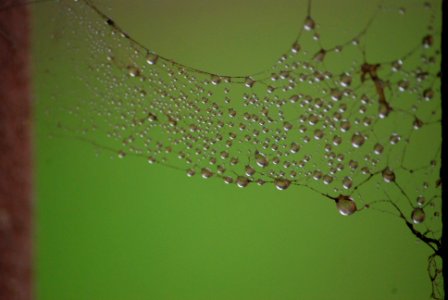 Spider Web photo