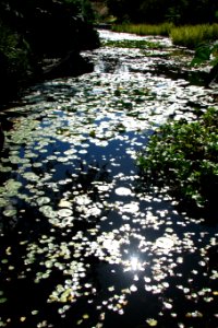 sparkling pond with leaves and waterlily pads photo