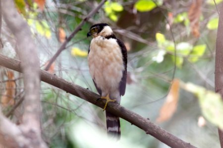 Collared Forest-Falcon, Micrastur semitorquatis - 260A3761 photo