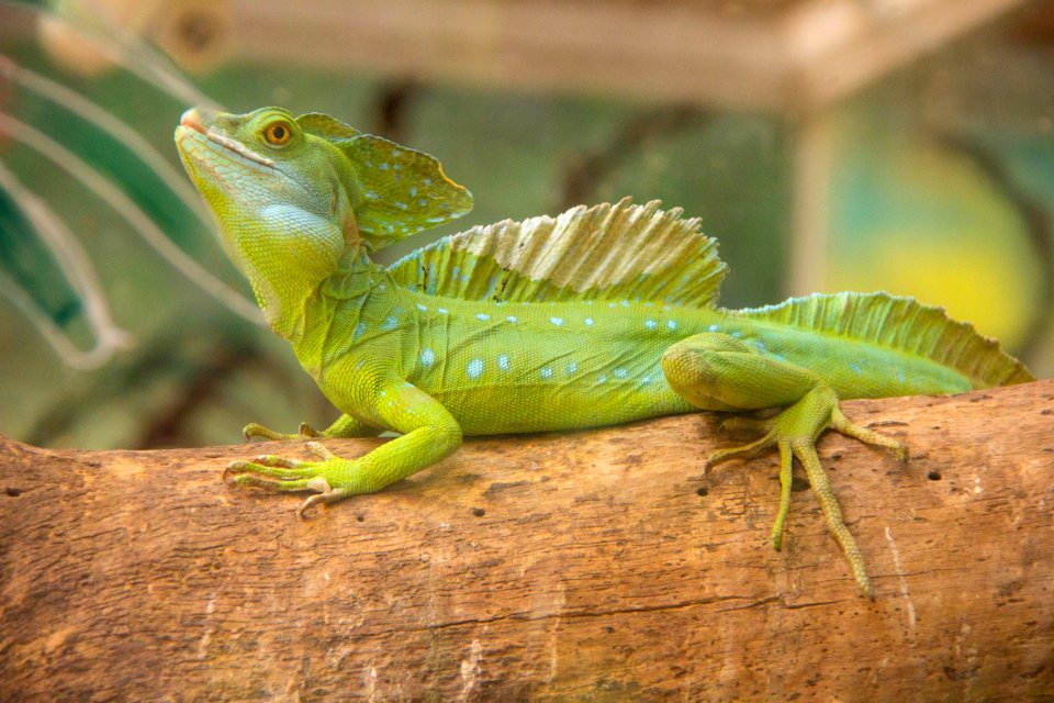 Iguana