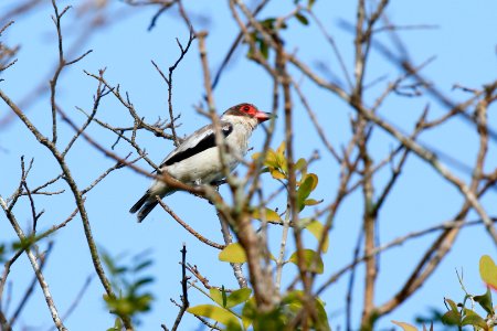 Masked Tityra